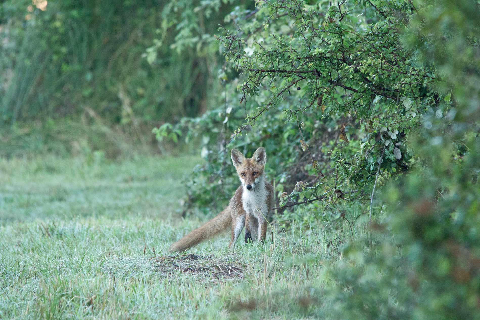 Giovane Volpacchiotto.